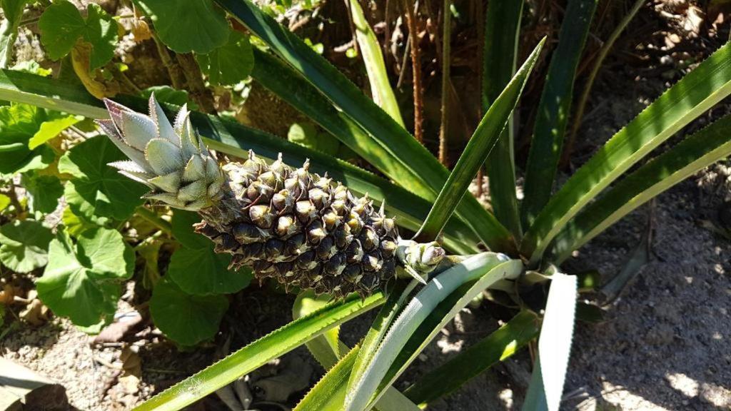 Pousada Biso Finoca Ibiraquera Imbituba  Zewnętrze zdjęcie