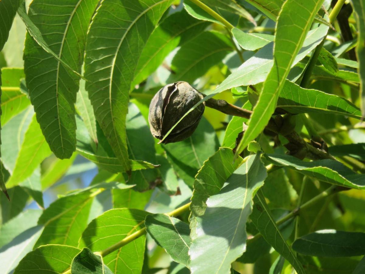 Pousada Biso Finoca Ibiraquera Imbituba  Zewnętrze zdjęcie